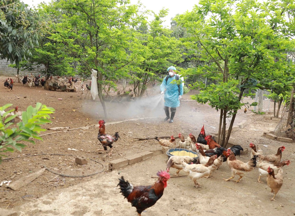 Tính đến thời điểm tháng 6/2022, tình hình chăn nuôi trên địa bàn thành phố Hà Nội dần khôi phục và có nhiều dấu hiệu tích cực.