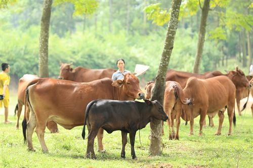 Hiện nay, ngành Nông nghiệp Hà Nội đang tích cực hỗ trợ các địa phương phát triển vùng chăn nuôi bò thịt chất lượng cao, góp phần giúp người chăn nuôi hướng tới tính chuyên nghiệp, đồng thời cơ cấu lại ngành Nông nghiệp Thủ đô.