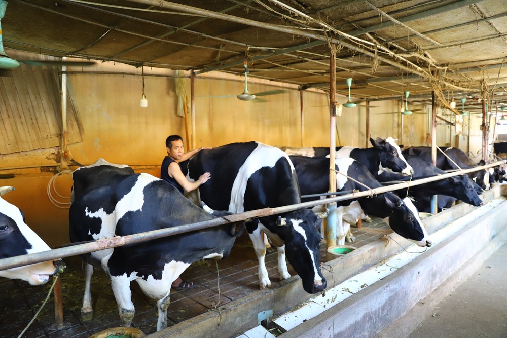 Nhiều năm nay, anh Lê Đức Thụy ở thôn Chu Chàng, xã Minh Châu, huyện Ba Vì (Hà Nội) luôn quan tâm phát triển chăn nuôi bò sữa, doanh thu mỗi năm lên đến hàng tỷ đồng. 
