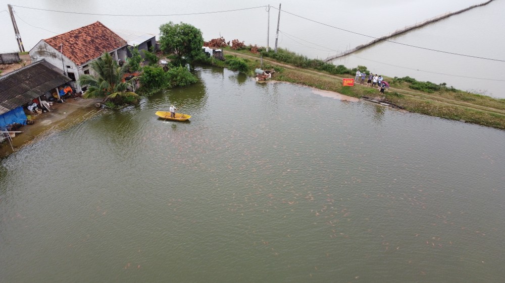 Hà Nội có nhiều mô hình nuôi trồng thủy sản an toàn theo hướng VietGAP, vừa bảo đảm an toàn thực phẩm vừa nâng cao thu nhập cho người dân.