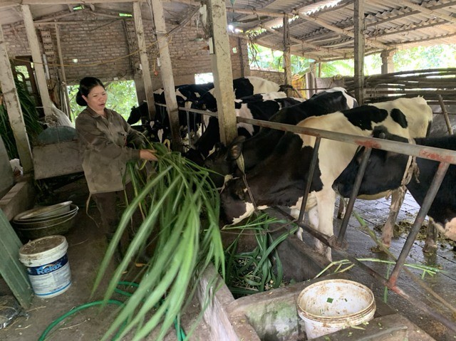 Nhiều hội viên phụ nữ trên địa bàn huyện Ba Vì (Hà Nội) đã thoát nghèo nhờ nguồn vốn vay từ dự án bò sữa.