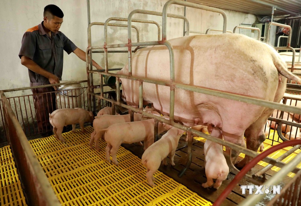 Hà Nội khuyến khích chăn nuôi lợn theo vùng, xã trọng điểm, xa khu dân cư và sẽ tập trung hỗ trợ các trang trại chăn nuôi quy mô lớn nằm trong vùng quy hoạch của địa phương.