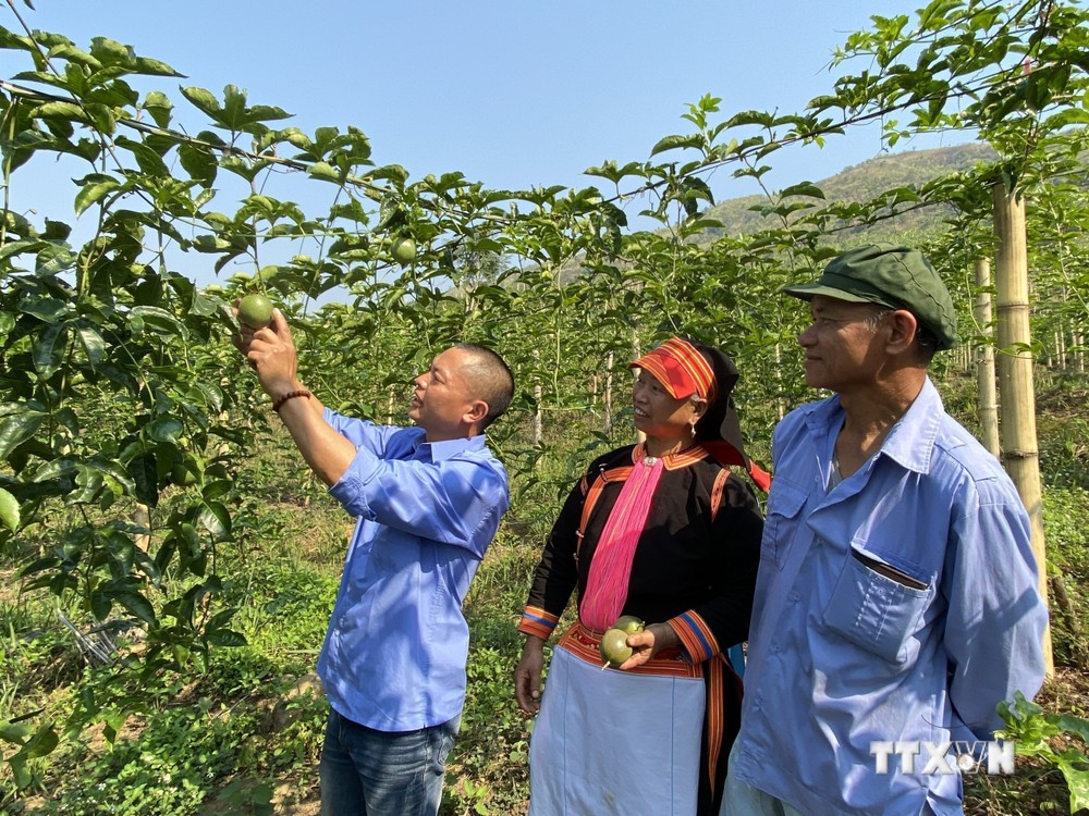 Mô hình trồng chanh leo tại xã Bản Lang, huyện Phong Thổ (Lai Châu). Ảnh: Việt Hoàng