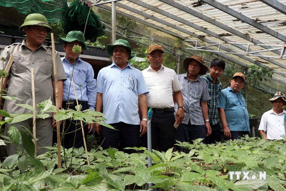 Lãnh đạo tỉnh Quảng Nam khảo sát vùng trồng sâm Ngọc Linh tại huyện Nam Trà My. Ảnh: Trần Tĩnh - TTXVN