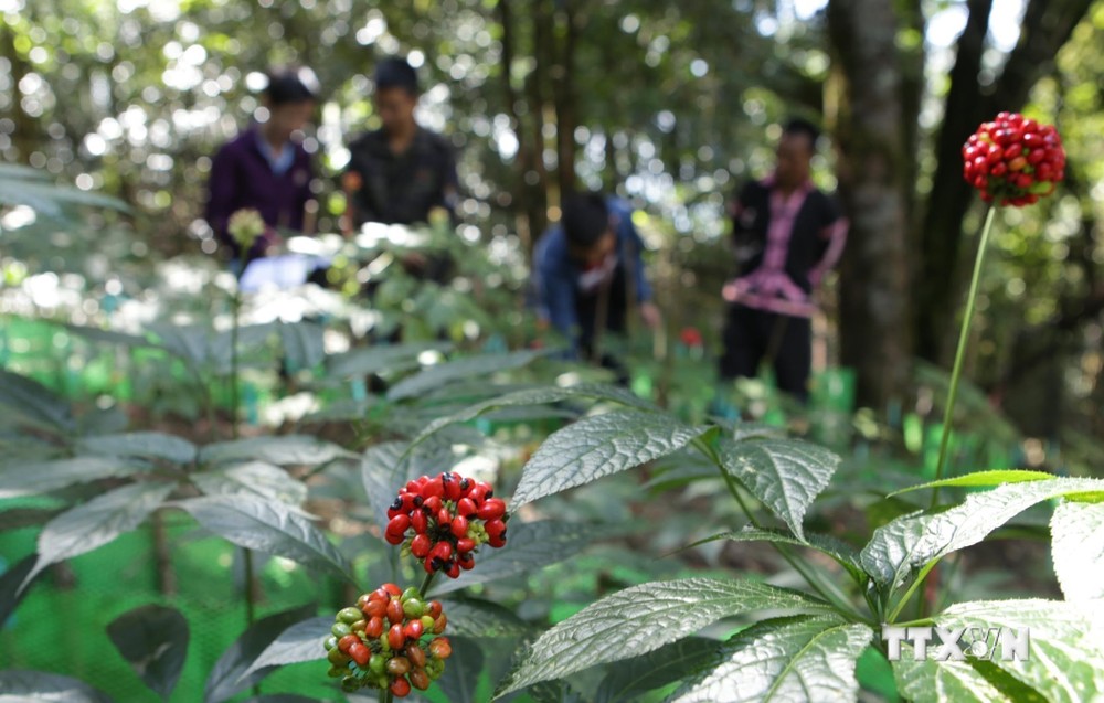 Sâm Lai Châu trở thành một trong những cây nông nghiệp chủ lực của huyện Mường Tè (Lai Châu) với mục tiêu hướng đến là sản phẩm hàng hóa quý, được chế biến sâu có giá trị kinh tế cao để xuất khẩu, góp phần xóa đói giảm nghèo ổn định cuộc sống cho đồng bào