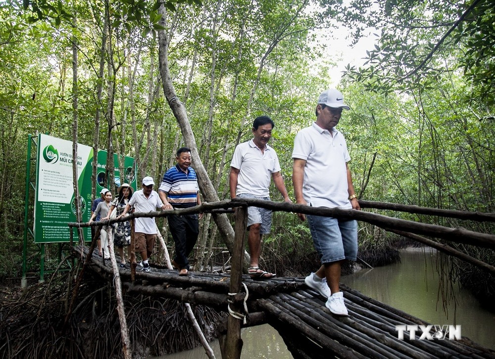 Du khách tham gia tour xuyên rừng Đất Mũi Cà Mau. Ảnh: Hồng Đạt - TTXVN