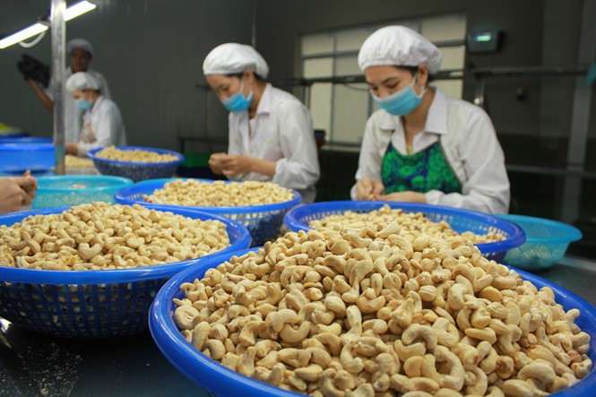 2020年前5个月 越南腰果出口量达到18.28万吨