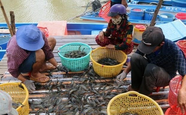 茶荣省虾类养殖产量超出全年计划