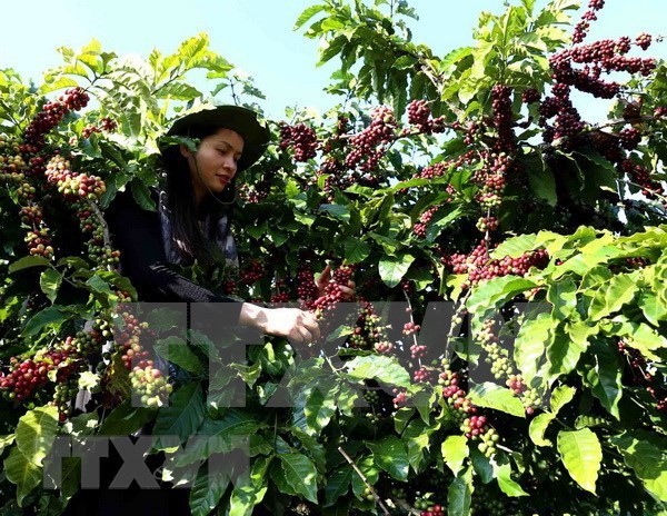 越南咖啡出口有望在2021年见起色