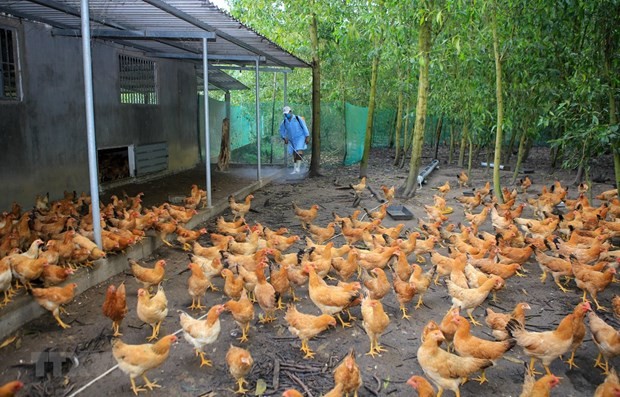 世界卫生组织称H5N8型禽流感病毒可传播到人