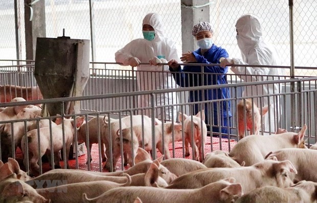6月30日起越南暂停从泰国进口生猪