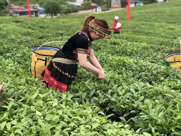 越南对中国和印度茶叶出口实现突飞猛进式的增长