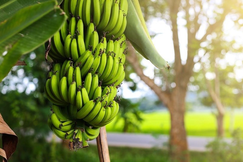 金瓯省多措并举提升香蕉产品价值