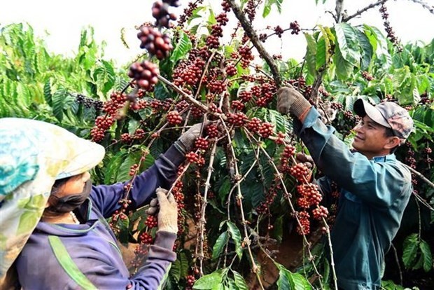 2021年上半年越南咖啡对英出口额达2900万美元