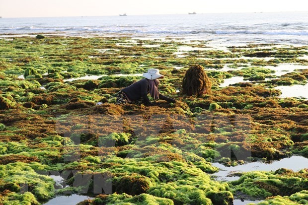 越南多企业涉足海藻加工领域