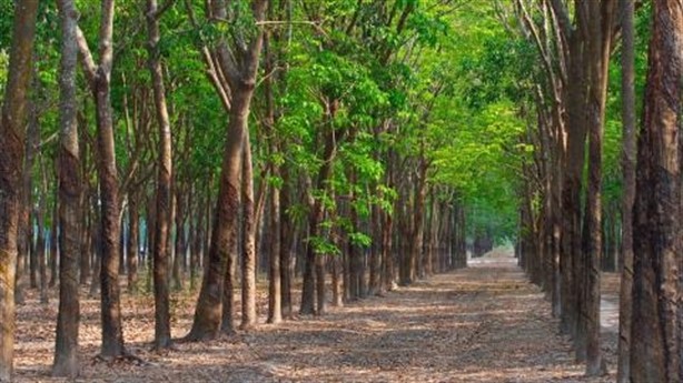 越南力争实现2030年森林覆盖率达42-43%下的目标 