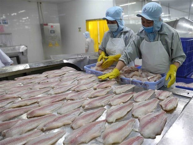 越南查鱼销售将实现恢复
