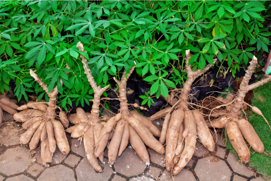 2021年前三个月越南木薯出口市场发展向好