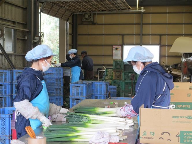 新冠肺炎疫情：克服日本市场劳动力短缺的现象