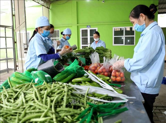 越南合作社联盟促进农产品供需对接