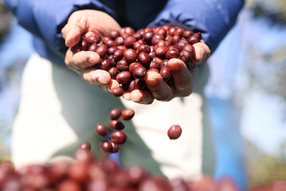 从种植专区成为世界咖啡之都