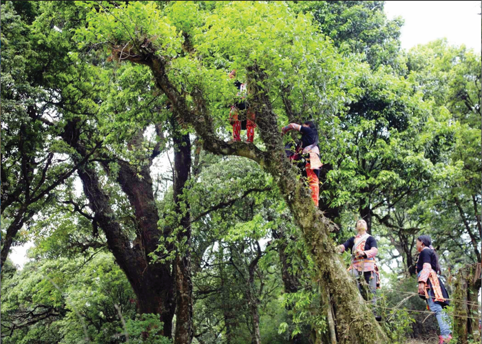 在黄连山山脉海拔1800米以上的位置生长着数十年树龄的古茶树。