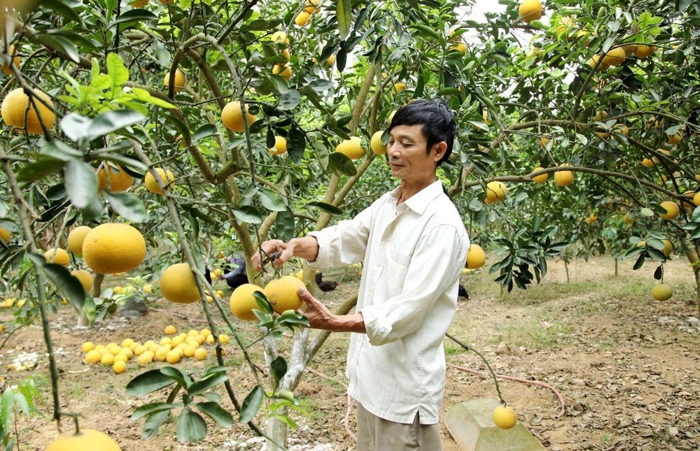 永福省致力提高农产品的竞争力