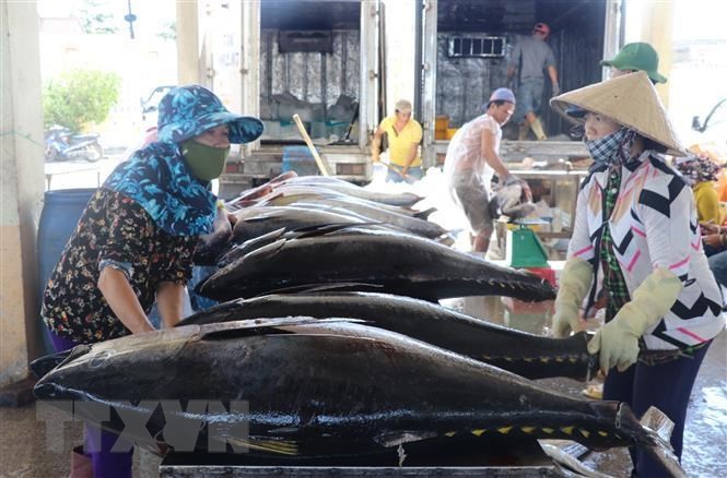 EVFTA生效之后越南金枪鱼对欧洲出口呈两位数增长