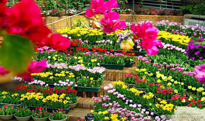 2023年国际花卉节将在广平省举行 投资总额约1.22亿欧元