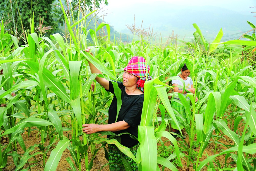 安沛省站奏县积极实现农作物种植结构调整