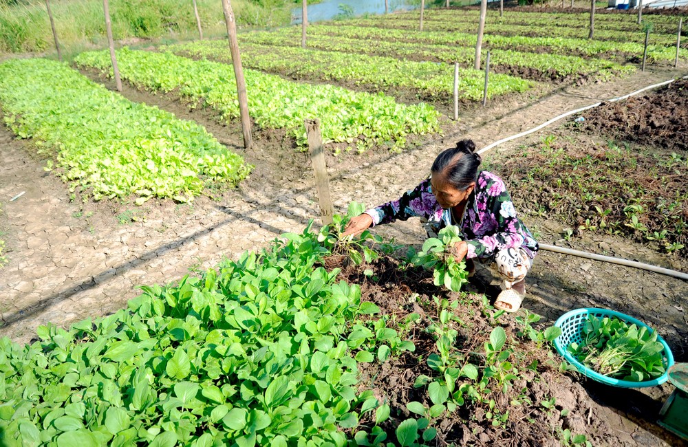金瓯省富新县农作物种植模式取得高效