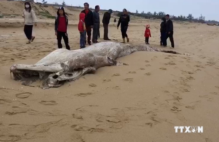 广平省海岸发现一条重约1吨的鲸鱼尸体