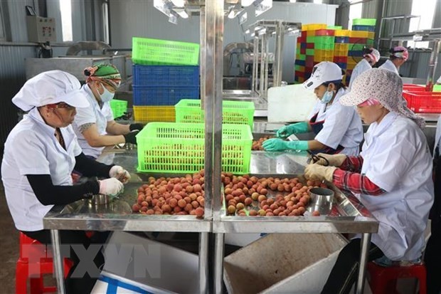 通过“越南网上商城” 帮助各家企业销售海阳荔枝和其他农产品