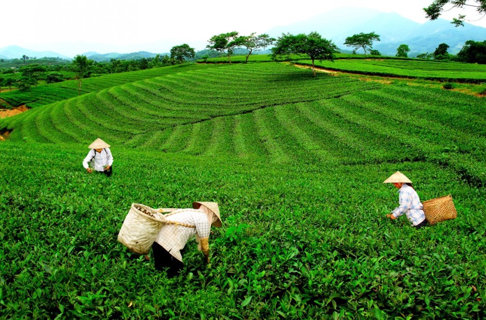 越南太原省努力保护和发展新疆茶叶种植区