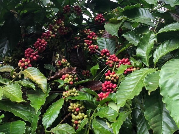 越南咖啡对西班牙出口潜力巨大