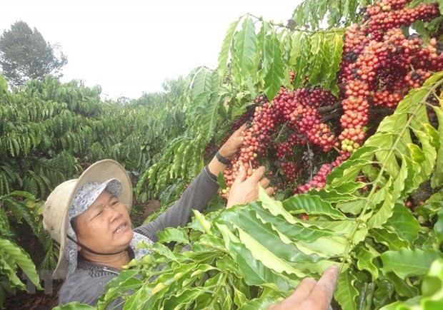 嘉莱省咖啡出口额同比增长近30%