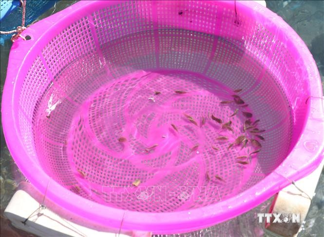 Ngư dân Ninh Thuận được mùa khai thác cá dìa giống