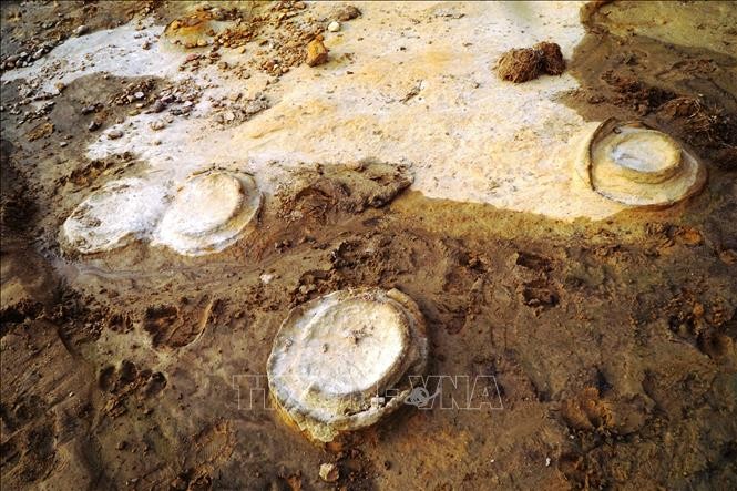 Các hóa thạch được tìm thấy tại buôn Tơnia, xã Chư Gu, huyện Krông Pa. Ảnh: Nguyễn Quang Tuệ - TTXVN