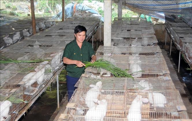 Mô hình "Chăn nuôi thỏ sinh sản" của Cựu chiến binh Cầm Văn Tuấn, ở xã Tân Lang, huyện Phù Yên (Sơn La). Ảnh: Quang Quyết - TTXVN