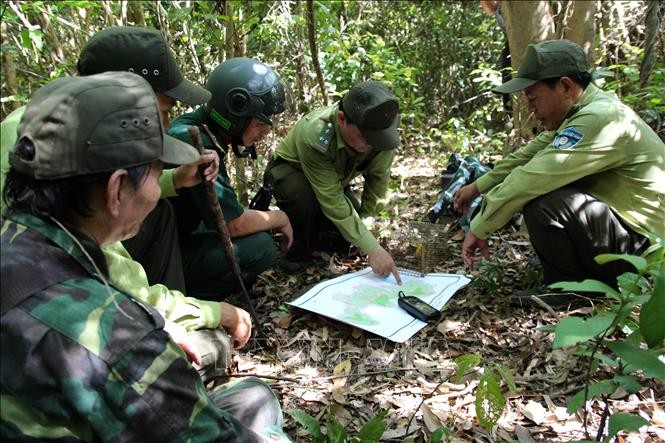 Đội tuần tra liên ngành Bảo vệ rừng, Phòng cháy chữa cháy rừng quận Sơn Trà xác định khu vực thường xuyên có bẫy thú. Ảnh: Quốc Dũng - TTXVN