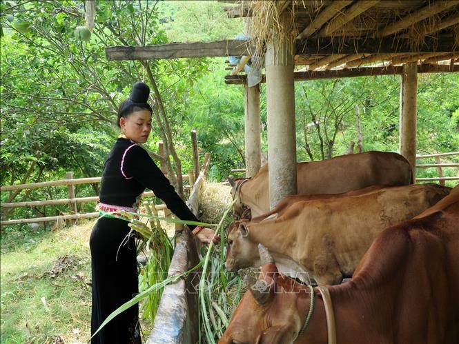 Mô hình chăn nuôi gia súc của người dân bản Huổi Nhương, xã Chiềng Khương, huyện Sông Mã. Ảnh: Hữu Quyết - TTXVN