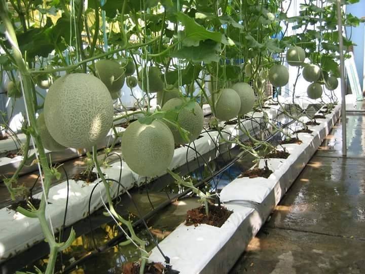 Triển vọng từ mô hình trồng dưa lưới nhà màn ở huyện vùng cao Sơn Hà