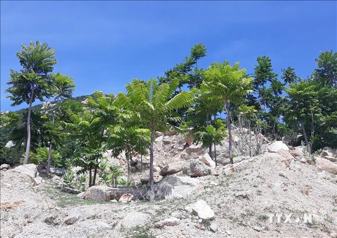 Nhiều giải pháp nâng cao độ che phủ rừng ở Ninh Thuận