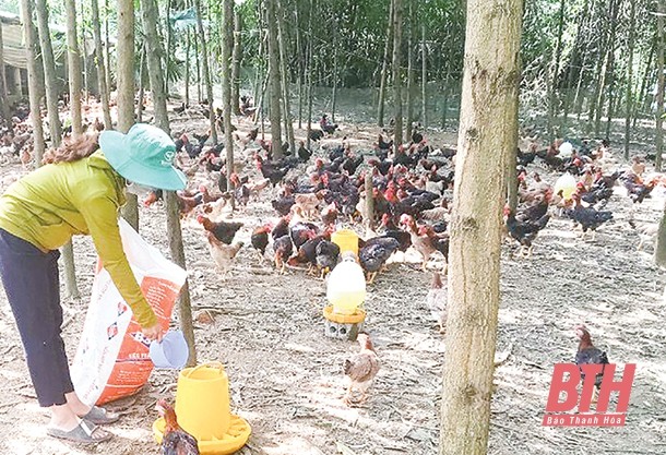 Thoát nghèo từ nuôi gà thả vườn an toàn ở huyện miền núi Như Xuân