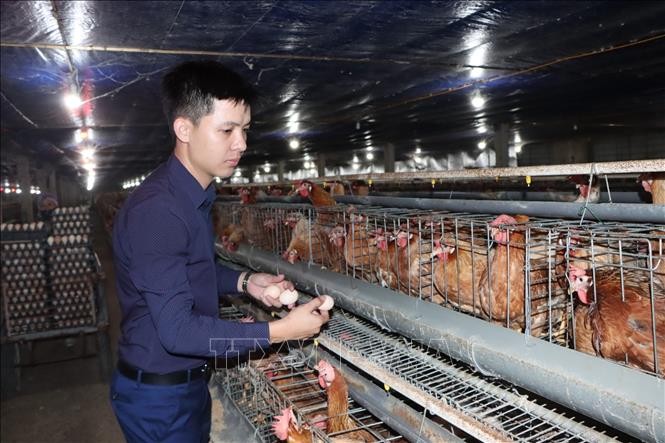 Anh Nguyễn Như Đức nuôi gà siêu đẻ trứng thu hiệu quả kinh tế cao