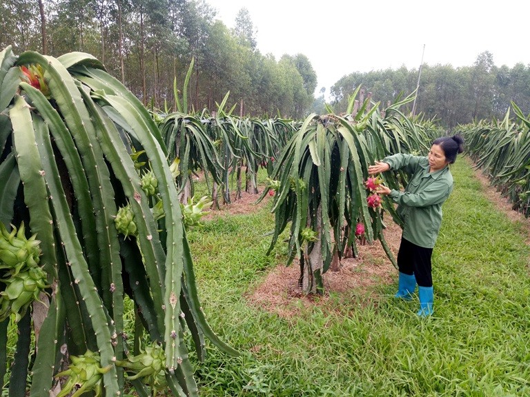 Thanh Long ruột đỏ cây trồng cho giá trị kinh tế cao, giúp nhiều người dân Lập Thạch thoát nghèo và làm giàu chính đáng. Ảnh:baovinhphuc.com.vn