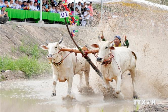 Dừng tổ chức Hội đua bò Bảy Núi lần thứ 27 tỉnh An Giang năm 2020