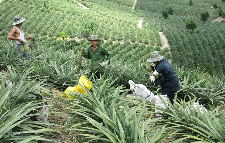 Mô hình trồng khóm (dứa) ở xã Hòa Quang Nam, huyện Phú Hòa giúp người dân nâng cao thu nhập, ổn định đời sống. Ảnh: baophuyen.com.vn