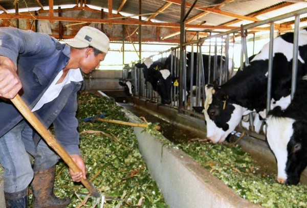 "Hái" ra tiền từ nuôi bò sữa ở xã Thái Hòa