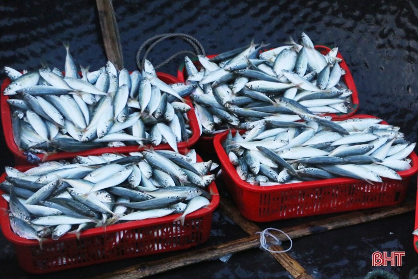 Độc đáo chợ cá Cồn Gò
